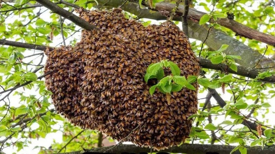 Hamirpur Smoke spoils ritual bee attack causes stampede 10 seriously injured including children