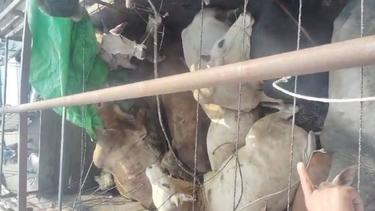 Sehore News Vehicle full of cattle and calves caught one died case registered