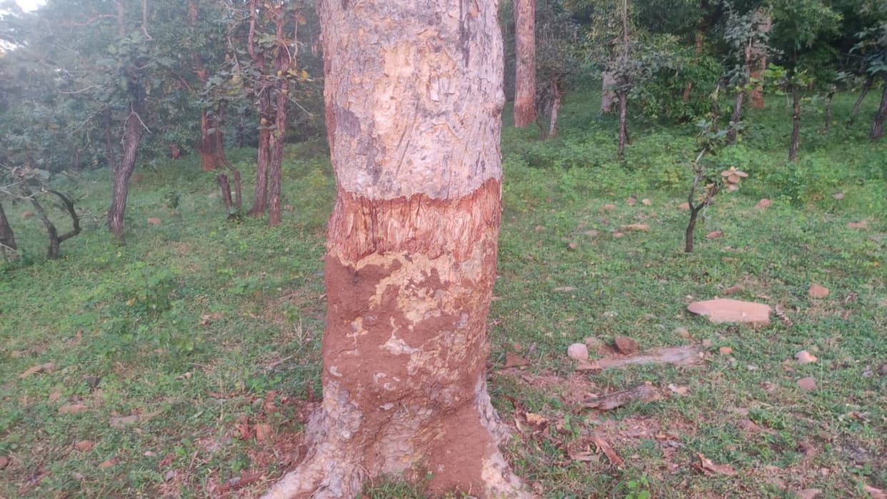 Chhatarpur Forest wealth looted in Panna Tiger Reserve mafias are cutting trees for gum