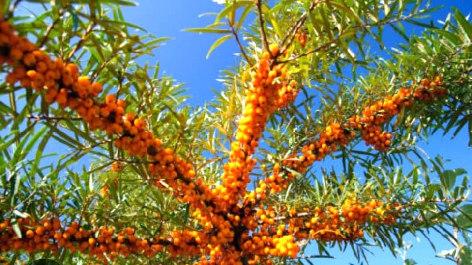 Pithoragarh News: Sea buckthorn berry is full of medicinal properties