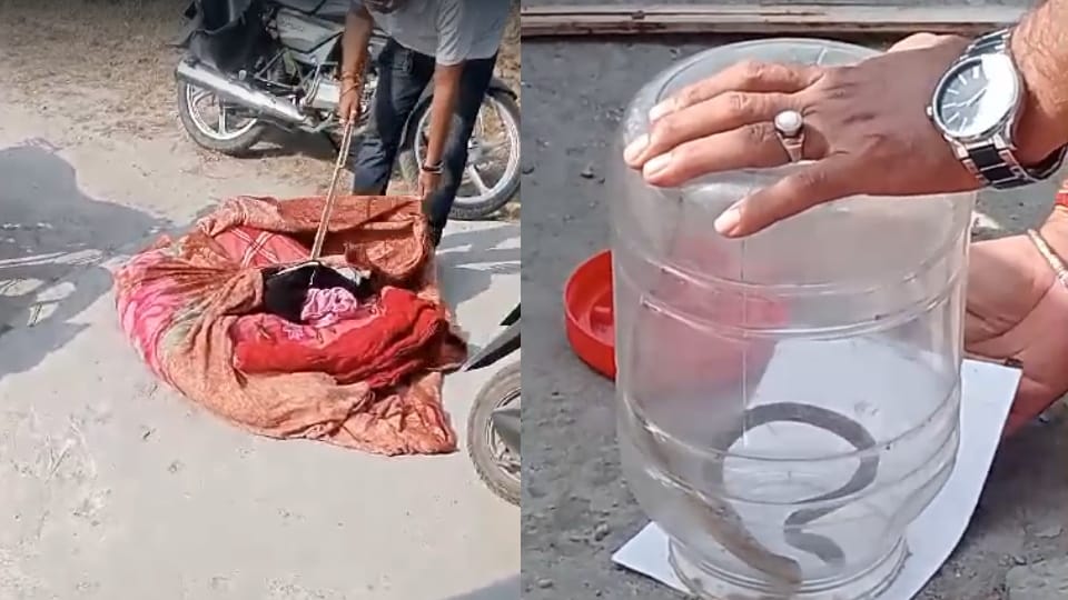 Roorkee News Snake found on bed in house family members shocked to see it then caught in box