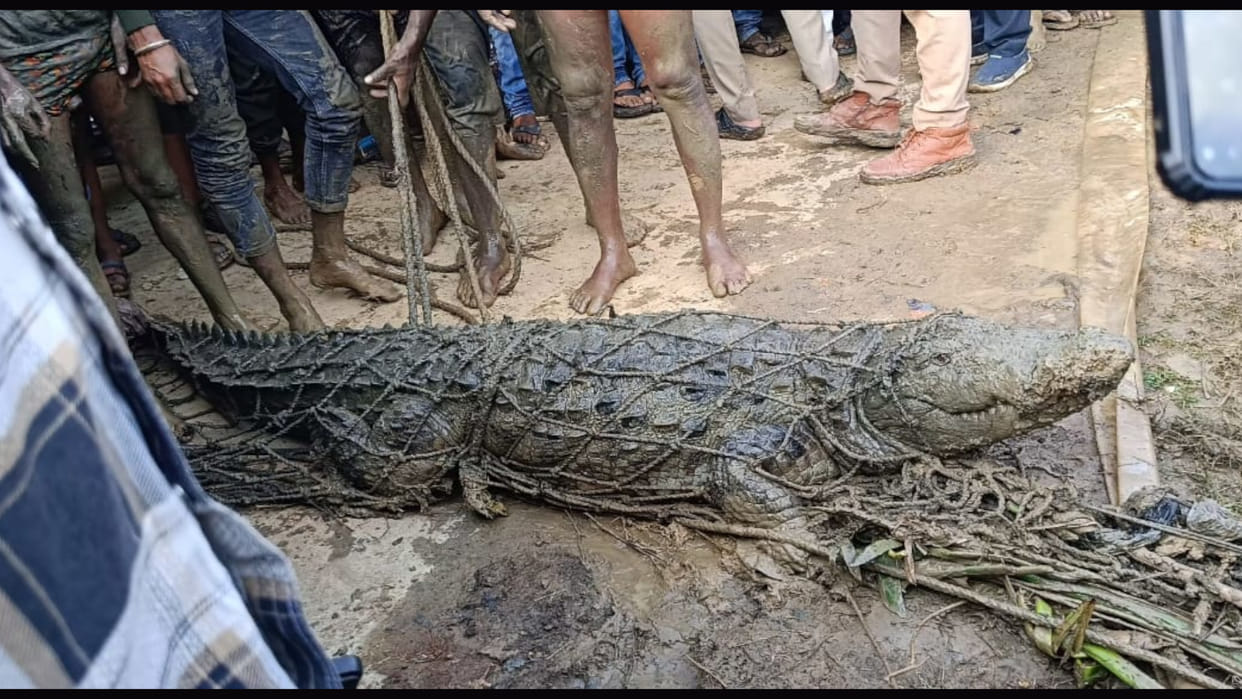 A crocodile hiding in the pond of Campierganj in Gorakhpur was found on Sunday. Forest department team caught.