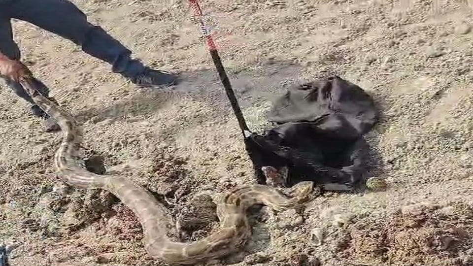 Eight feet long python caught from Ladpur farm