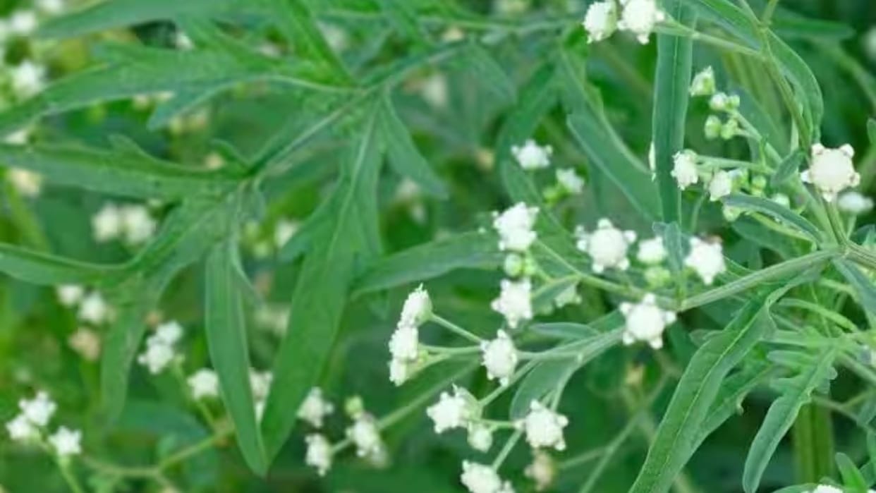 Himachal News 125 species of invasive plants have been identified spreading rapidly and destroying vegetation