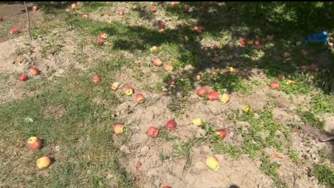 Loss to farmers: Natural disasters broke the back of Kashmir, farmers suffered loss worth Rs 100 crore due to