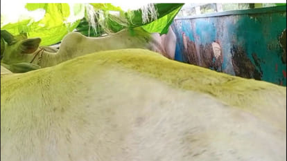 In Deoria, police caught a consignment of animals that were being taken for smuggling.