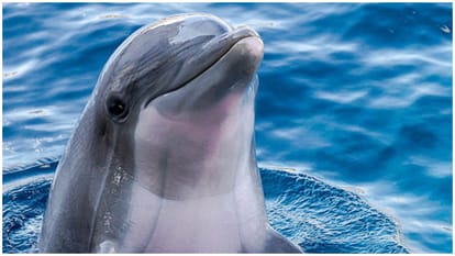 Dolphin