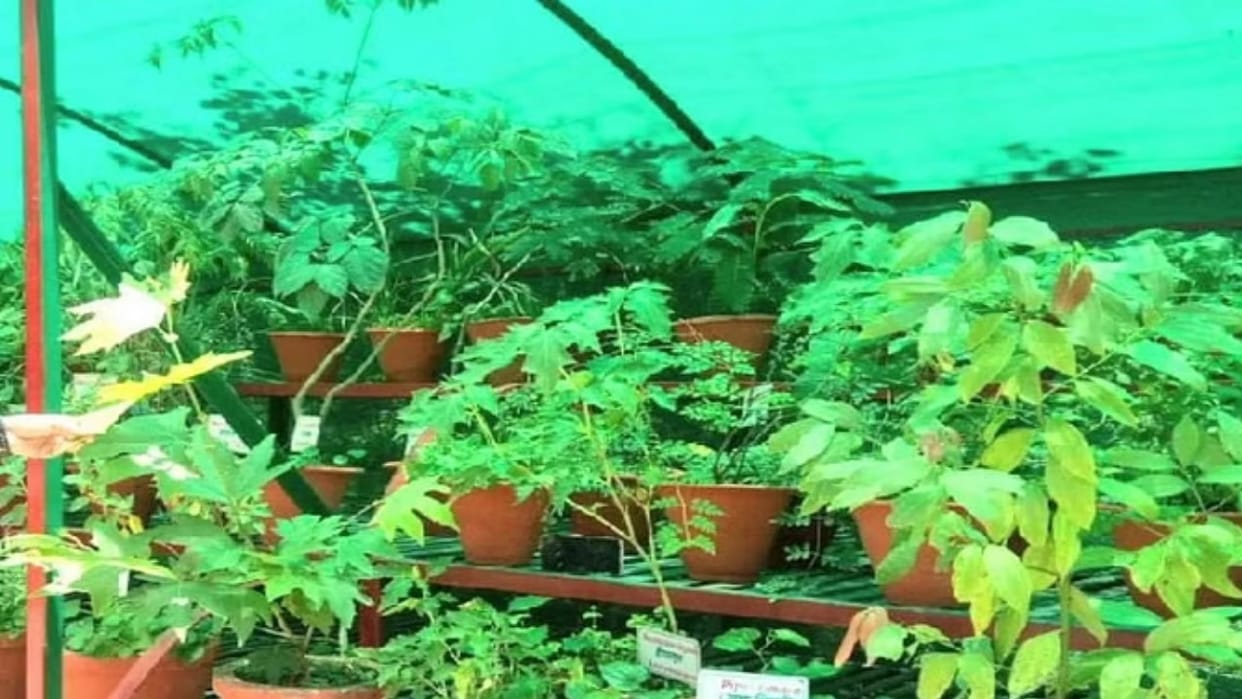 75 schools will smell of medicinal and extinct plants, herbal gardens will be developed