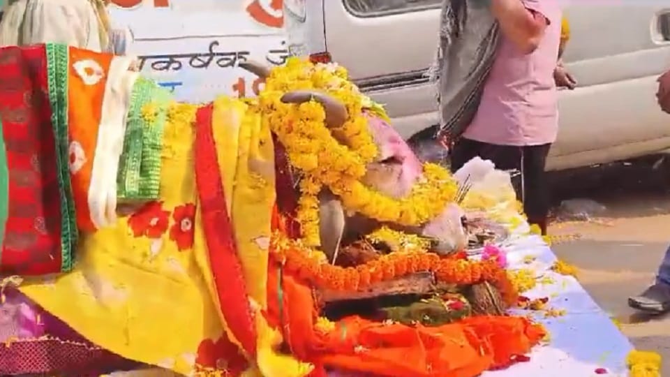 Cow last journey started religious tunes played on band carcass was kept on the vehicle in Kabirdham