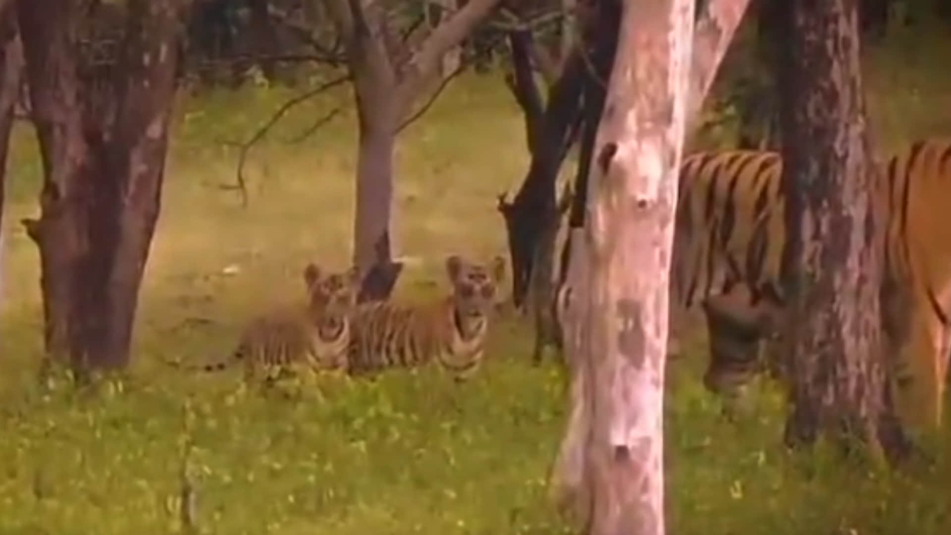 Increase of tigers in Madhya Pradesh: Tigress P141 came from Tiger Reserve, gave birth to four cubs.