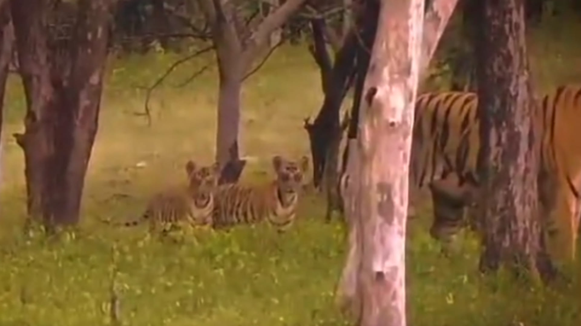 Increase of tigers in Madhya Pradesh: Tigress P141 came from Tiger Reserve, gave birth to four cubs.