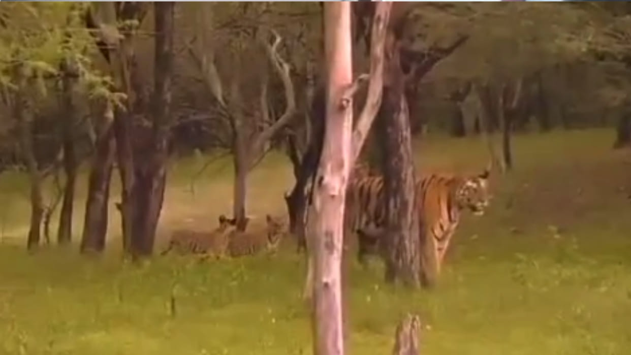 Increase of tigers in Madhya Pradesh: Tigress P141 came from Tiger Reserve, gave birth to four cubs.