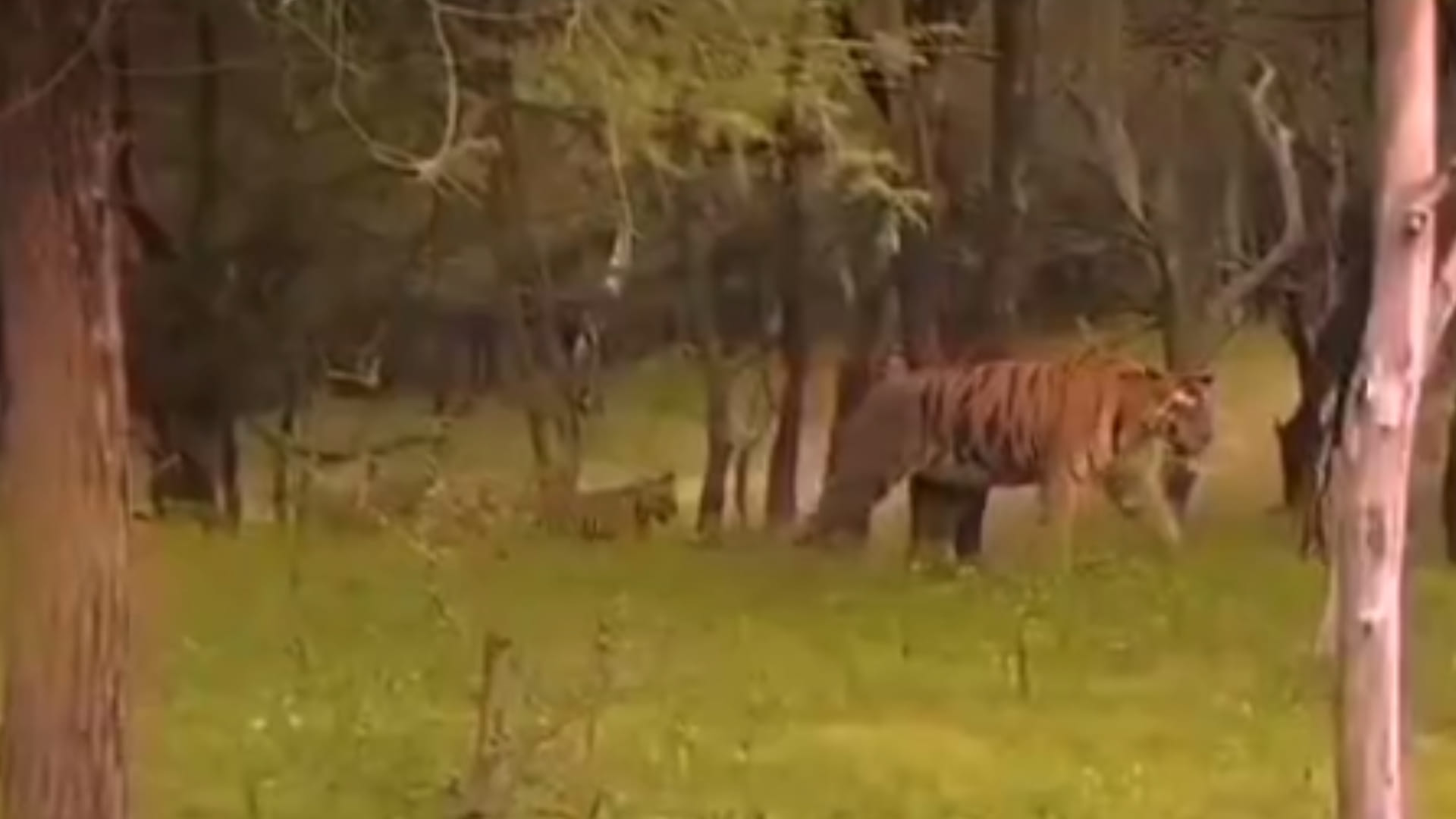 Increase of tigers in Madhya Pradesh: Tigress P141 came from Tiger Reserve, gave birth to four cubs.