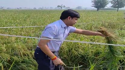 Sambhal: DM left his office and reached paddy field, started harvesting with farmer... video went viral