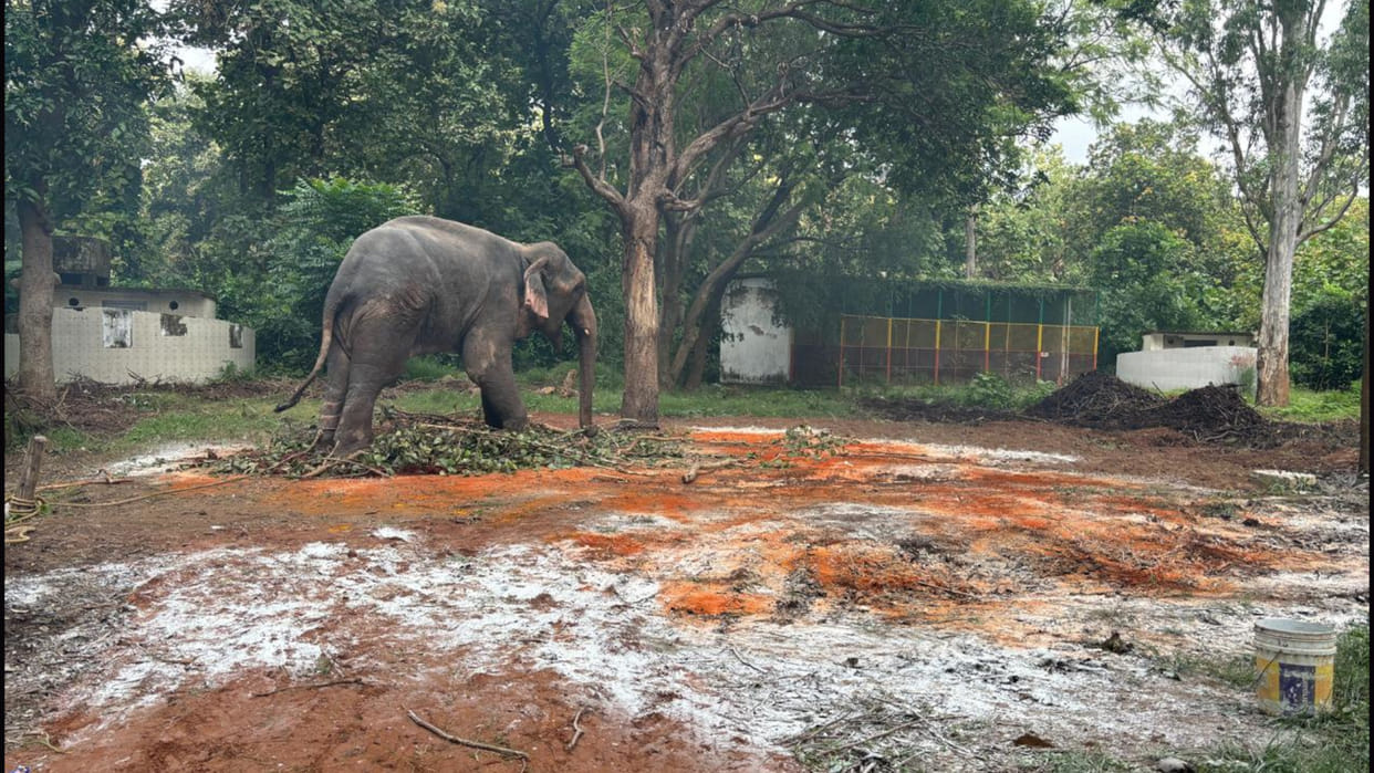 Elephant Gangaram's place was changed in Vinod Van of Gorakhpur.