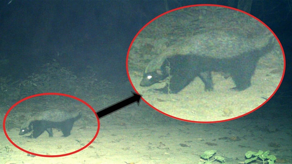 Honey badger captured in Terai forest Haldwani