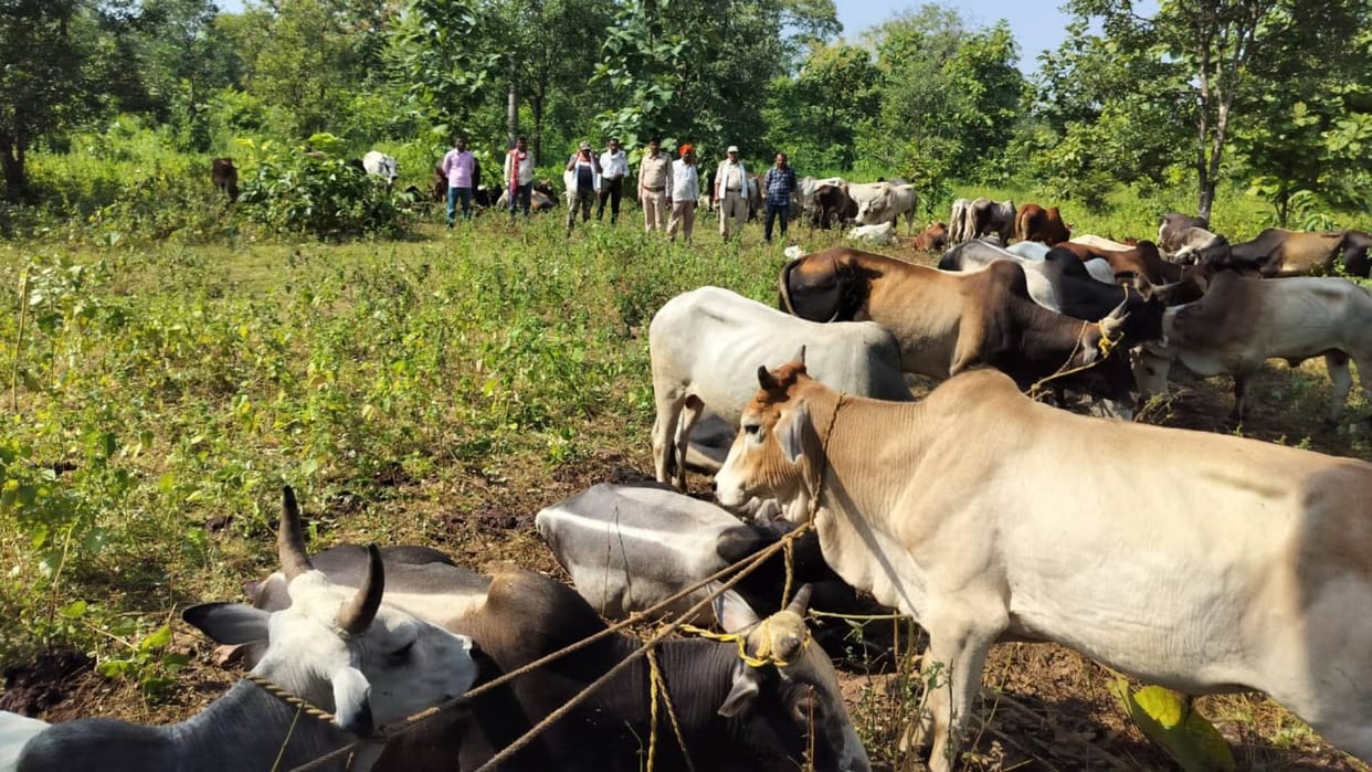 Katni News Forest officer saved lives of 59 cattle one accused arrested along with teak and two bikes