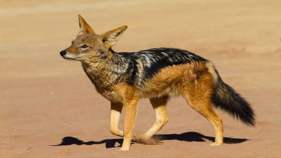 The jackal that injured 19 people was infected with rabies in haldwani