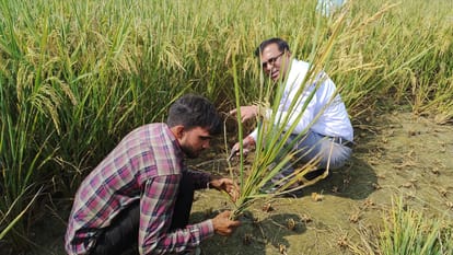 DM Dharmendra Pratap Singh harvested paddy crop in Shahjahanpur