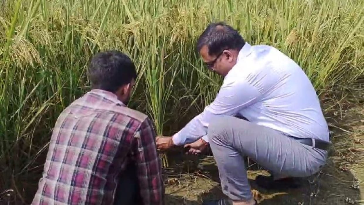 DM Dharmendra Pratap Singh harvested paddy crop in Shahjahanpur