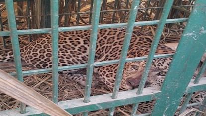 Forest department caught leopard in Lakhimpur Kheri