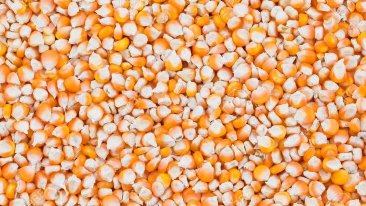 Himachal News Government will sell maize flour prepared from natural farming