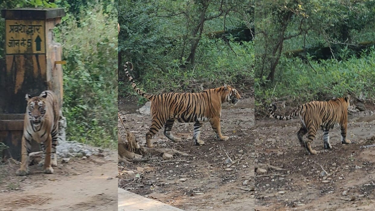 Sawai Madhopur: Tigress Sultana was seen strolling on the roadside, tourists took lots of pictures