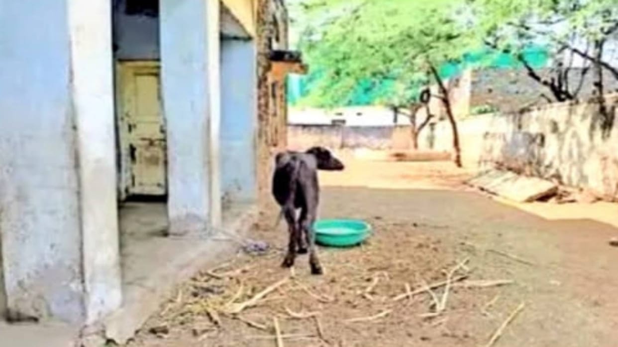 Kekri Cattle are being tied by encroaching irrigation department building in Bhinay Bar Council made demand