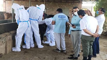 Congo Virus: कांगो वायरस से जोधपुर में एक महिला की मौत, स्वास्थ्य विभाग अलर्ट woman died in Jodhpur due to Congo virus health department on alert
