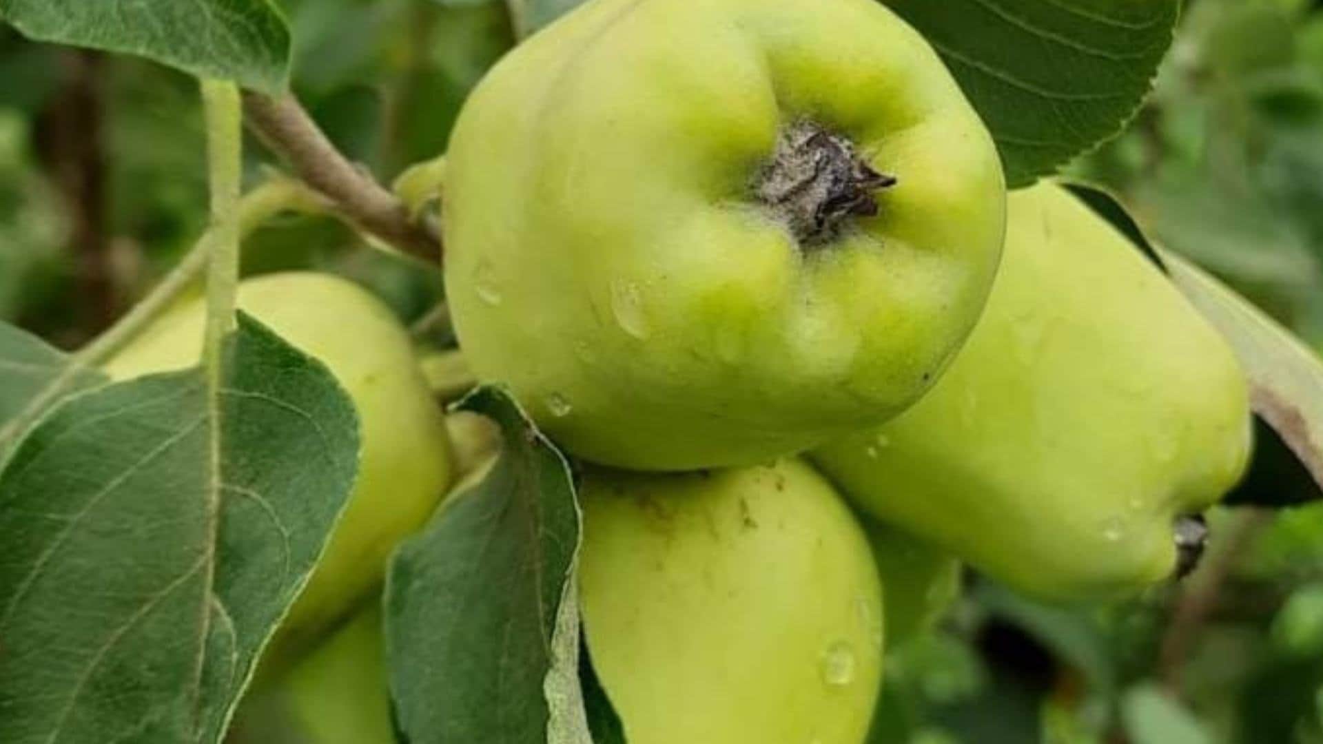 Bhagwanti Devi became a millionaire by learning farming from YouTube and TV
