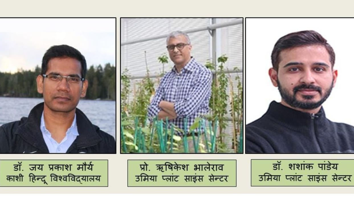 Plants will not sluggish even in cold weather scientist research from BHU and four countries