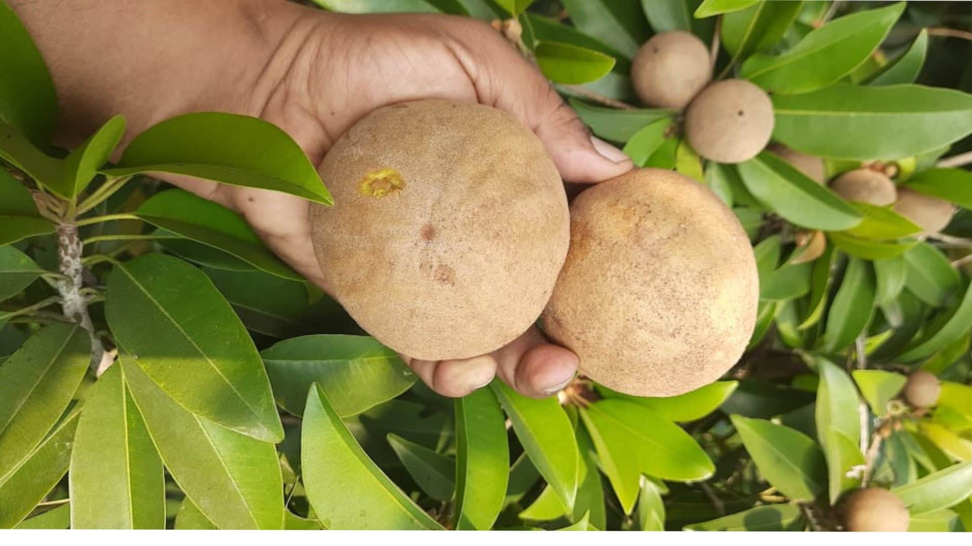 Bhagwanti Devi became a millionaire by learning farming from YouTube and TV