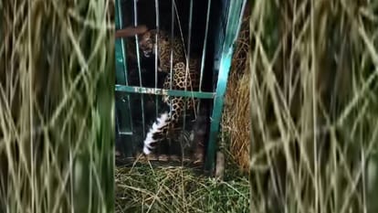 Bahraich: Third leopard get caught in cage in a village of Kakraha van renge.