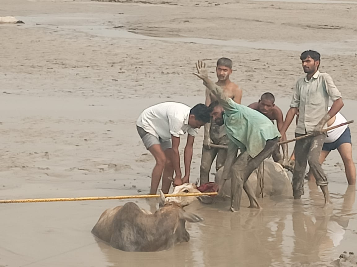 Barabanki: 16 cows trapped in swamp in flood affected area.