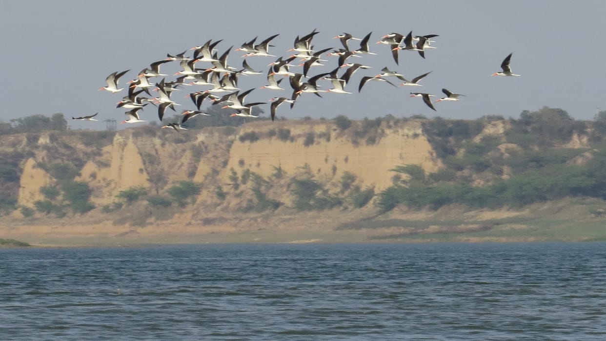 Climate Change And Its Impact On Migration Of Birds