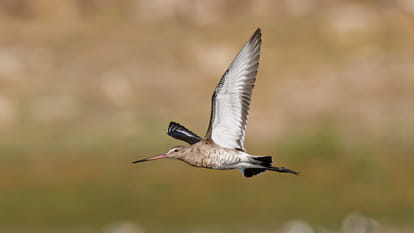 Climate Change And Its Impact On Migration Of Birds