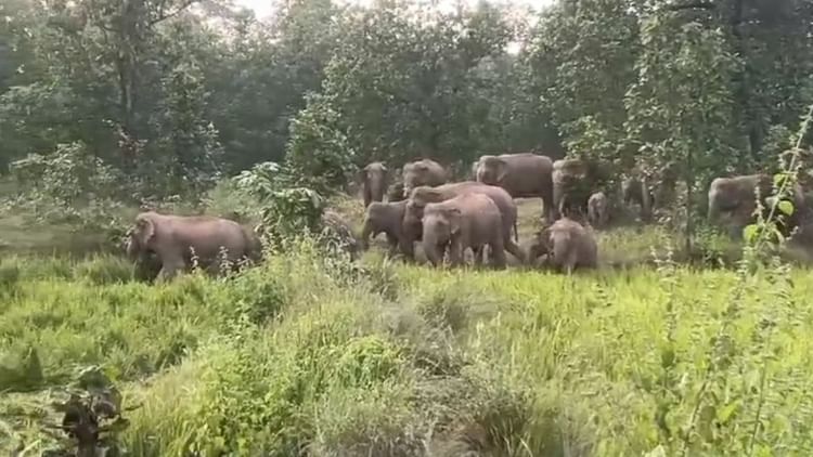CG: रायगढ़ में अलग-अलग दलों में विचरण कर रहे 157 हाथी, 40 नर, 79 मादा और 38 बच्चे शामिल; ग्रामीणों में दहशत