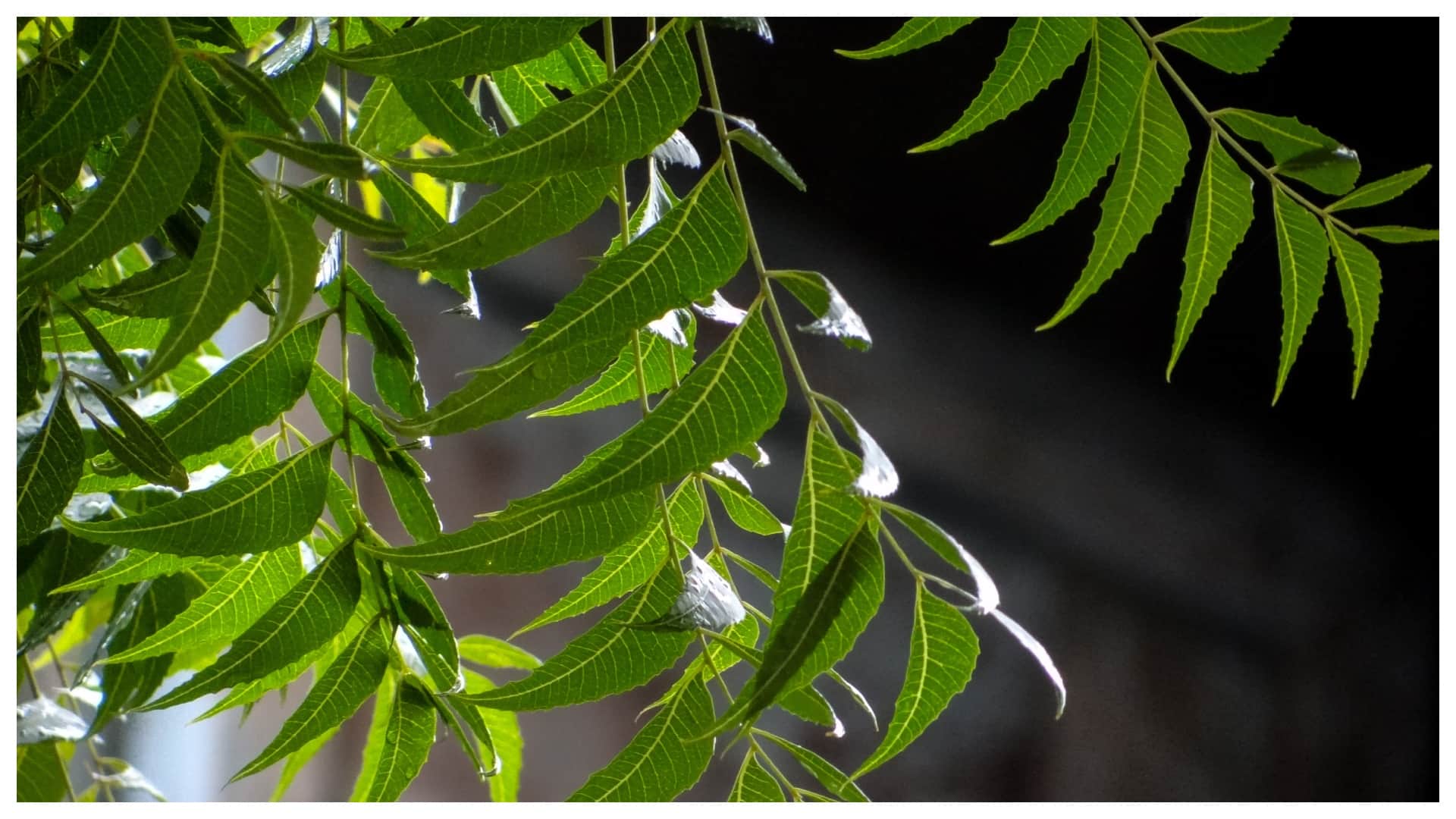 Hair Care Tips Neem Vs Tulsi Which Paste Is Best For Hair Know Benefits and Disadvantages in Hindi