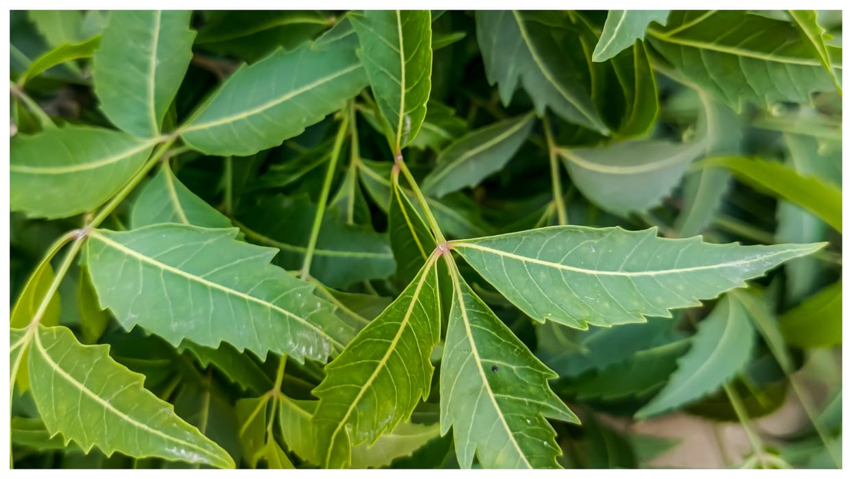 Neem Water For Skin Care Now say goodbye to spots and blemishes enhance your complexion with this tips