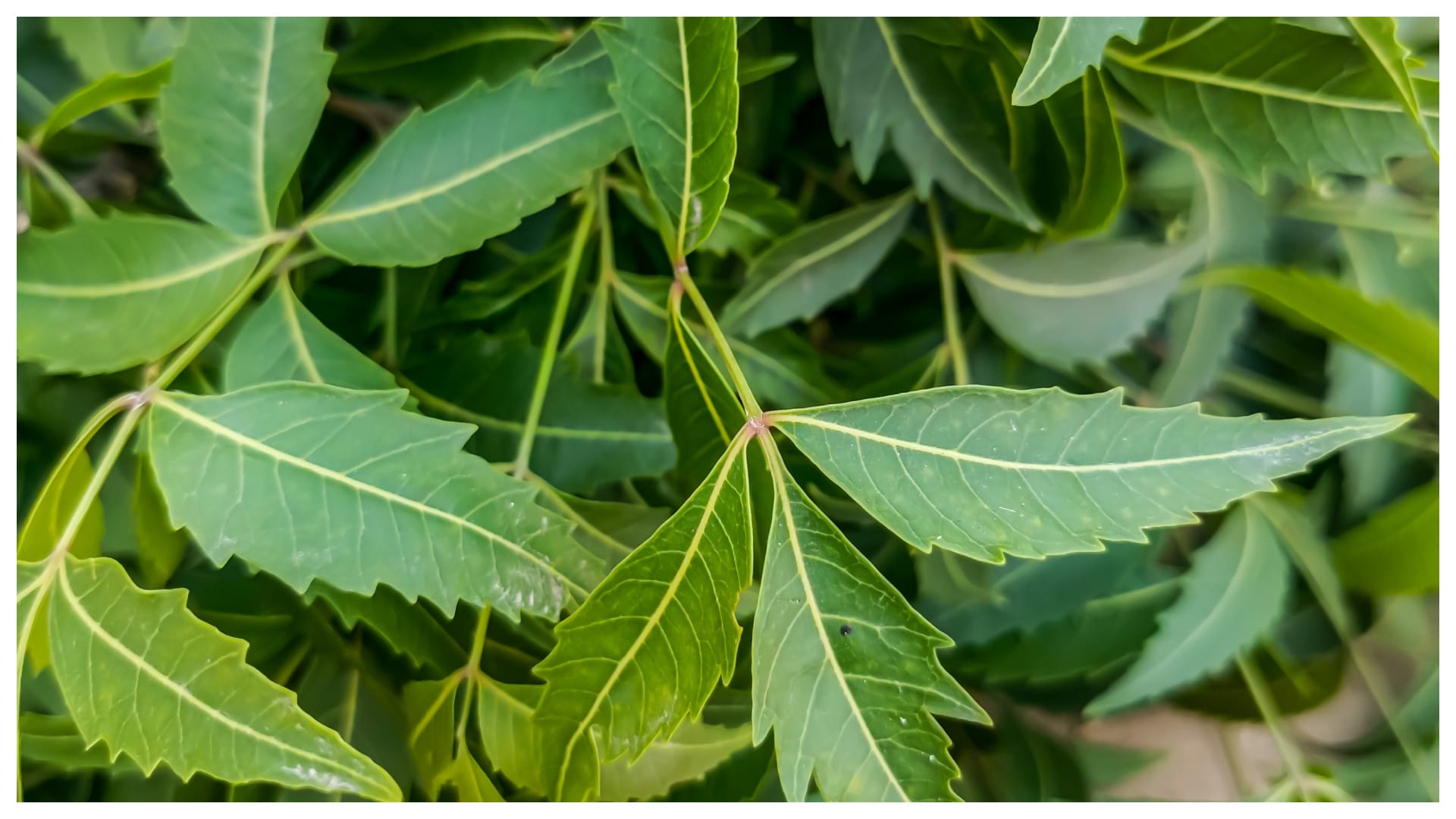 home remedy for body itching in monsoon season skin ki khujli kaise dur kare