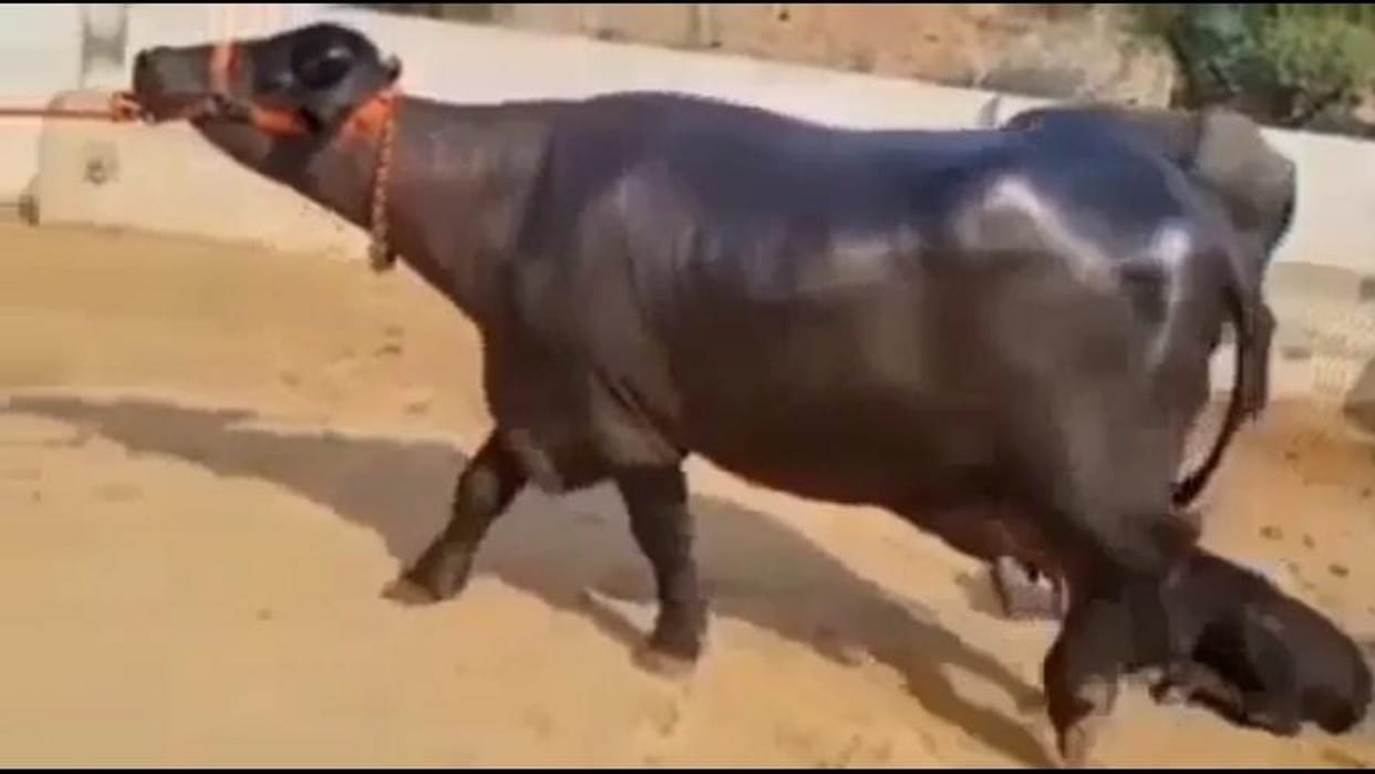 Rajasthani lost Rs 53 thousand while trying to surprise his father by giving him buffalo