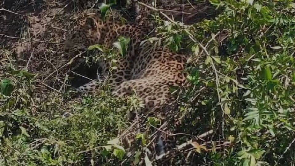 Leopard trapped in wire fence in pithoragarh