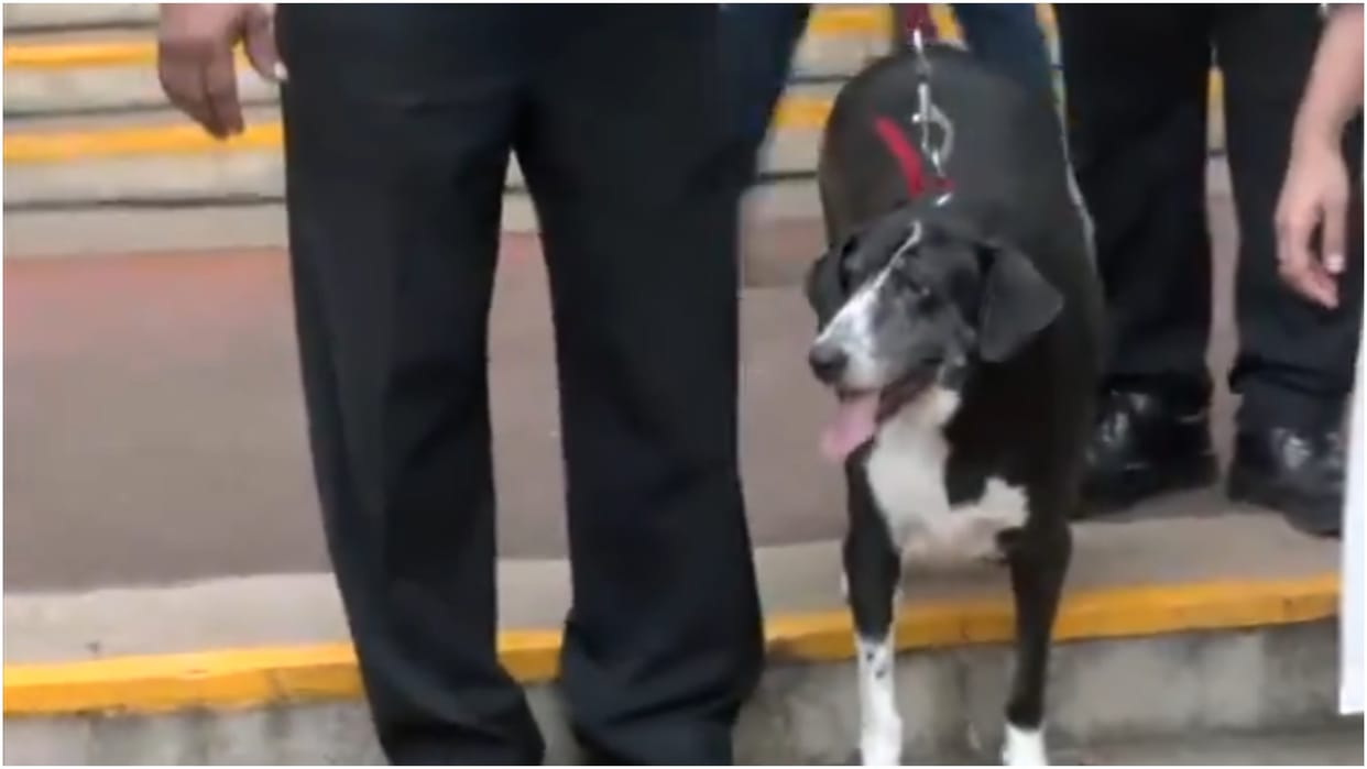 Pet dog came to pay tribute to Ratan Tata, know why the industrialist was fond of animals