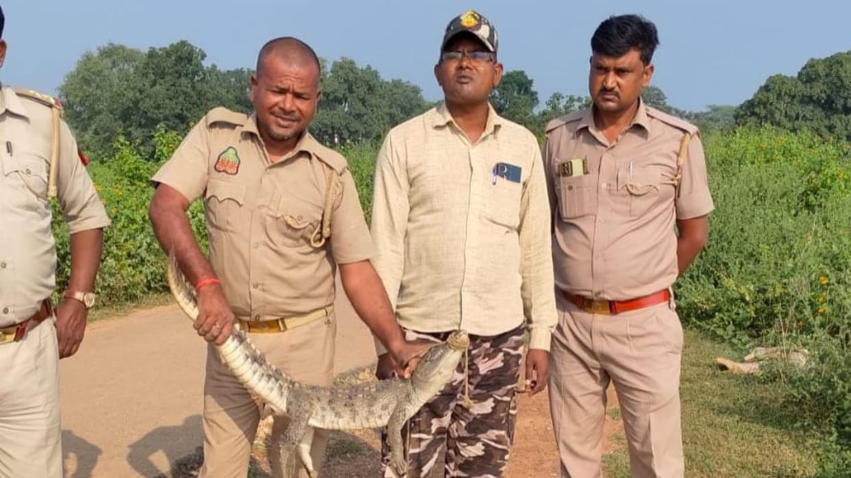4 feet long crocodile entered house forest department team rescued in sonbhadra