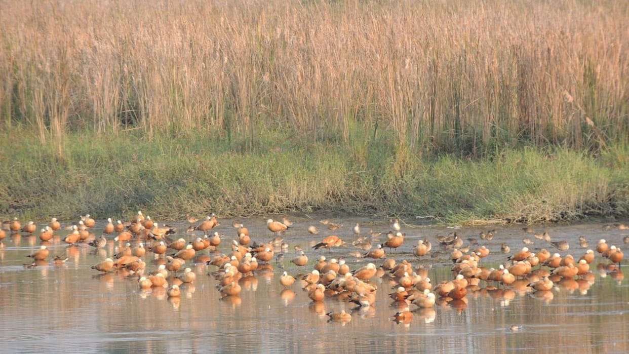 Winter In Himachal Himachal-Uttarakhand border Asan Barrage is buzzing with foreign birds
