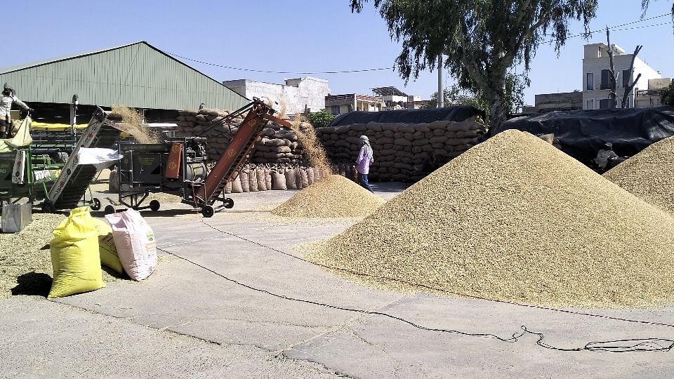 Lifting of paddy is slow in Punjab