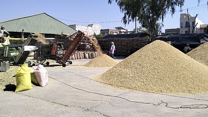 Haryana: Negligence in paddy procurement work costly, notice to 10 agencies and license of one cancelled