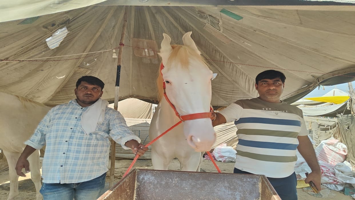 mare bid for 25 lakhs in donkey fair, owner refused to sell it, you will surprised to know specialty of Leli