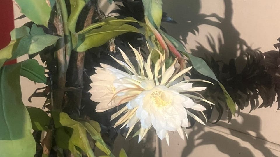Brahmakamal flower blooming in a pot at home in ramnagar