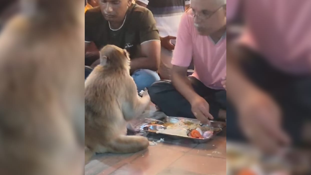 Viral Video:  Man Seen Sharing Food With Monkey In Bhandara Watch This Viral Video